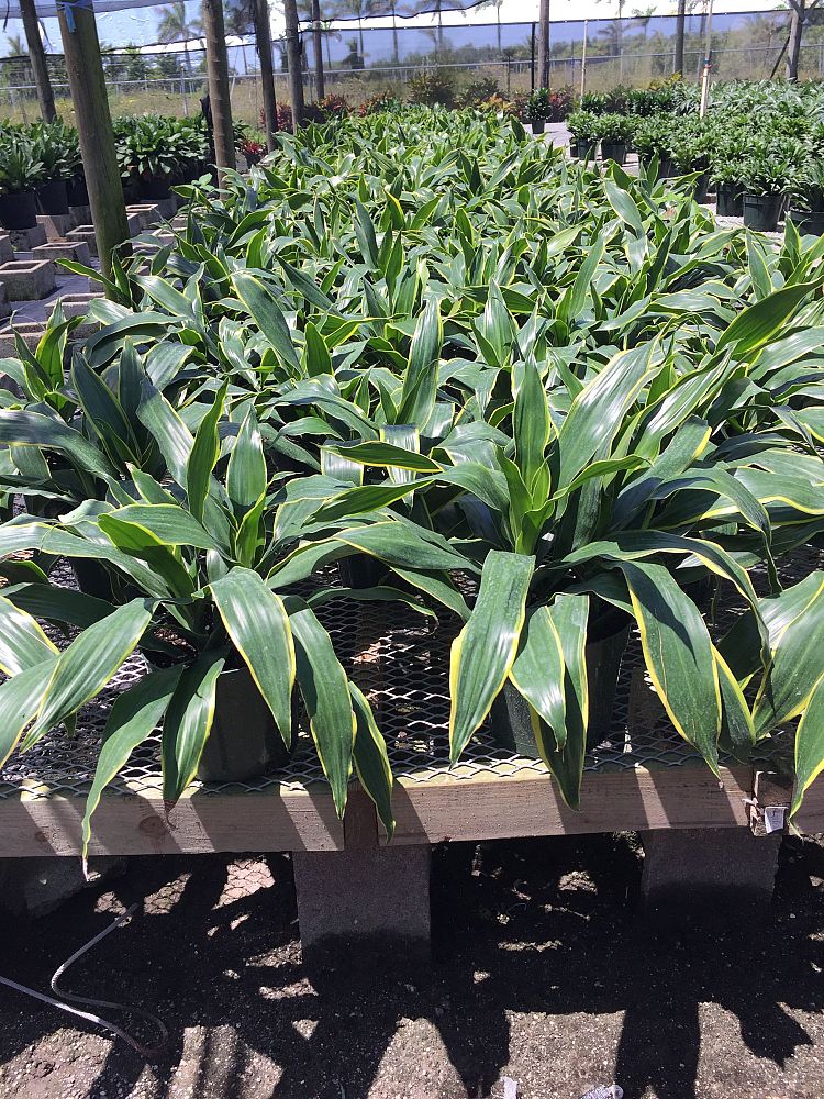 dracaena-deremensis-art-striped-dracaena