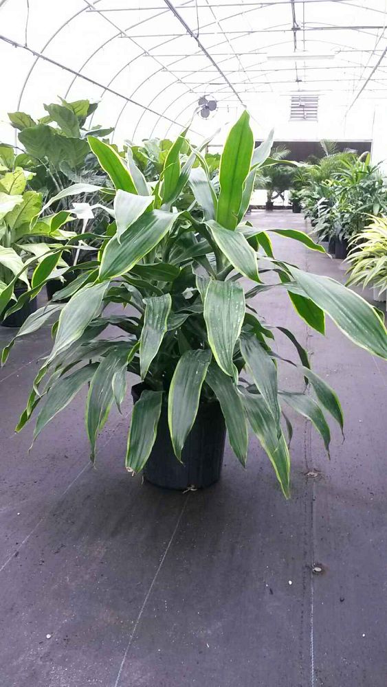 dracaena-deremensis-art-striped-dracaena