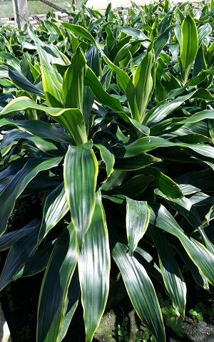 dracaena-deremensis-art-striped-dracaena