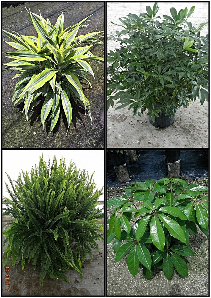 dracaena-deremensis-art-striped-dracaena