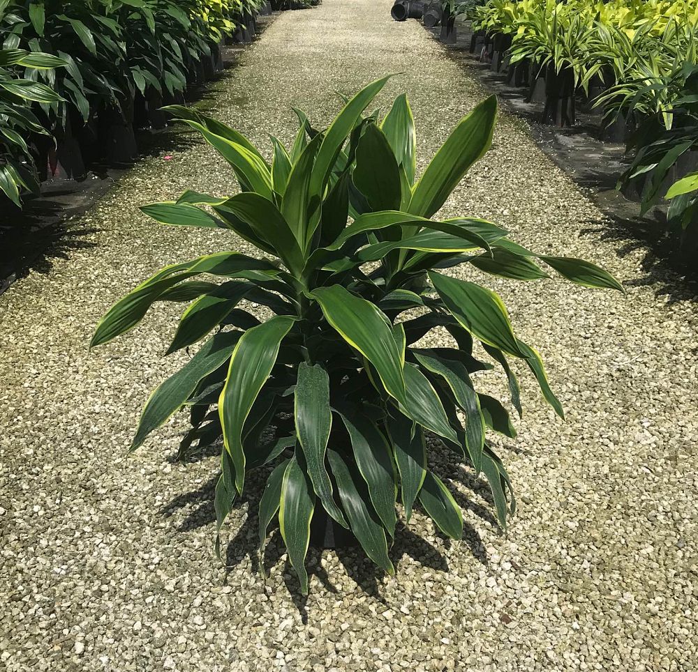 dracaena-deremensis-art-striped-dracaena
