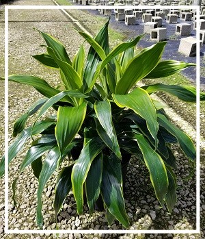 dracaena-deremensis-art-striped-dracaena
