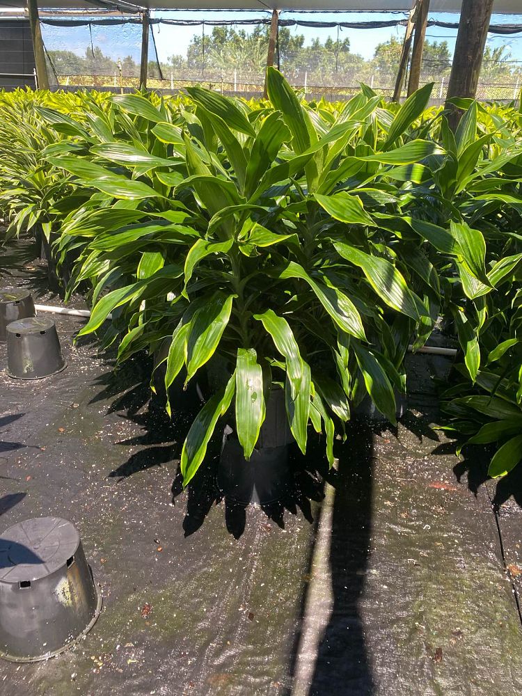 dracaena-deremensis-art-striped-dracaena