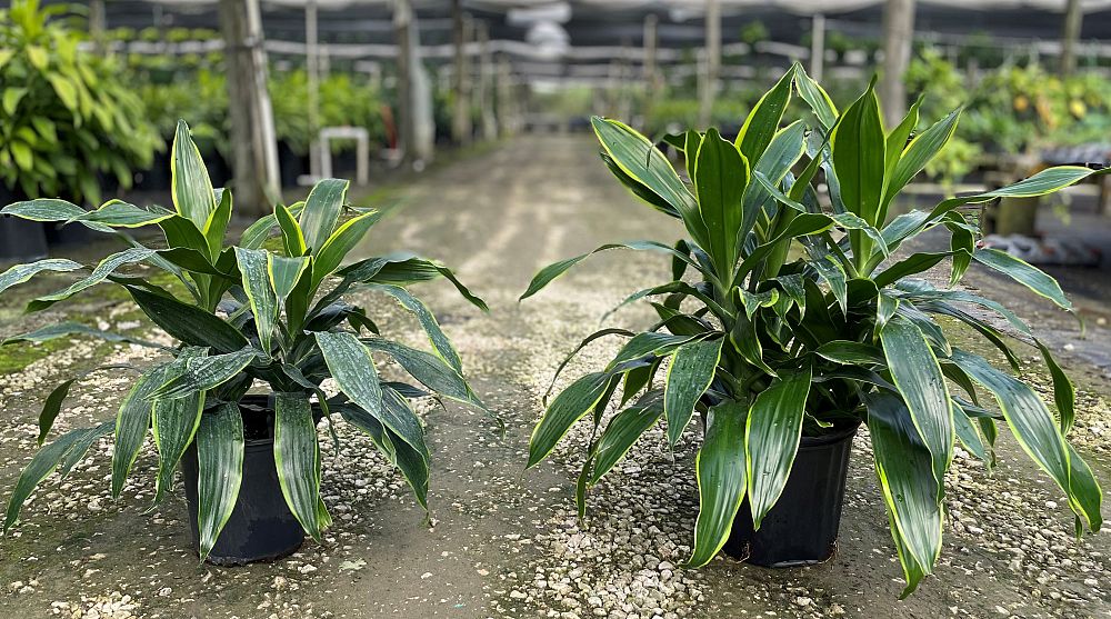 dracaena-deremensis-art-striped-dracaena