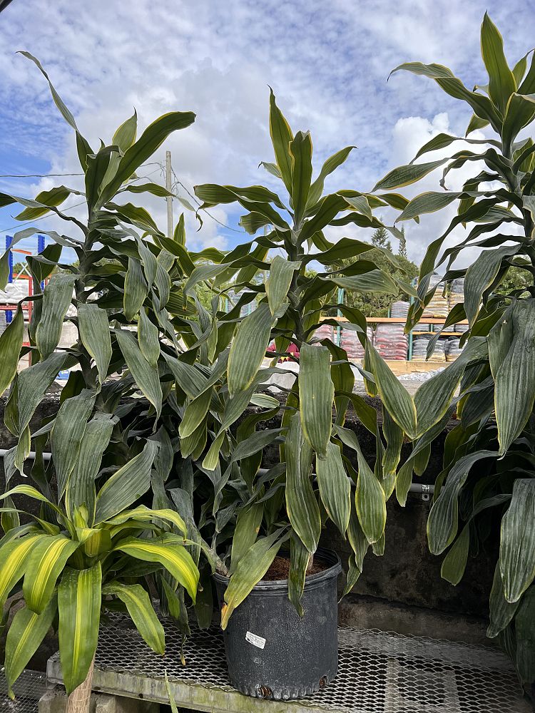 dracaena-deremensis-art-striped-dracaena