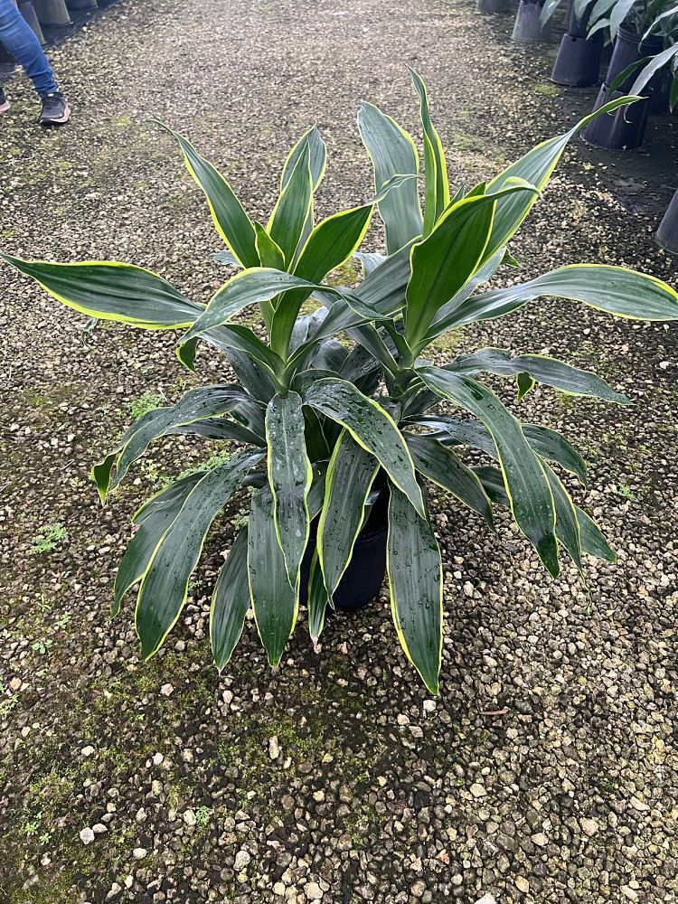 dracaena-deremensis-art-striped-dracaena