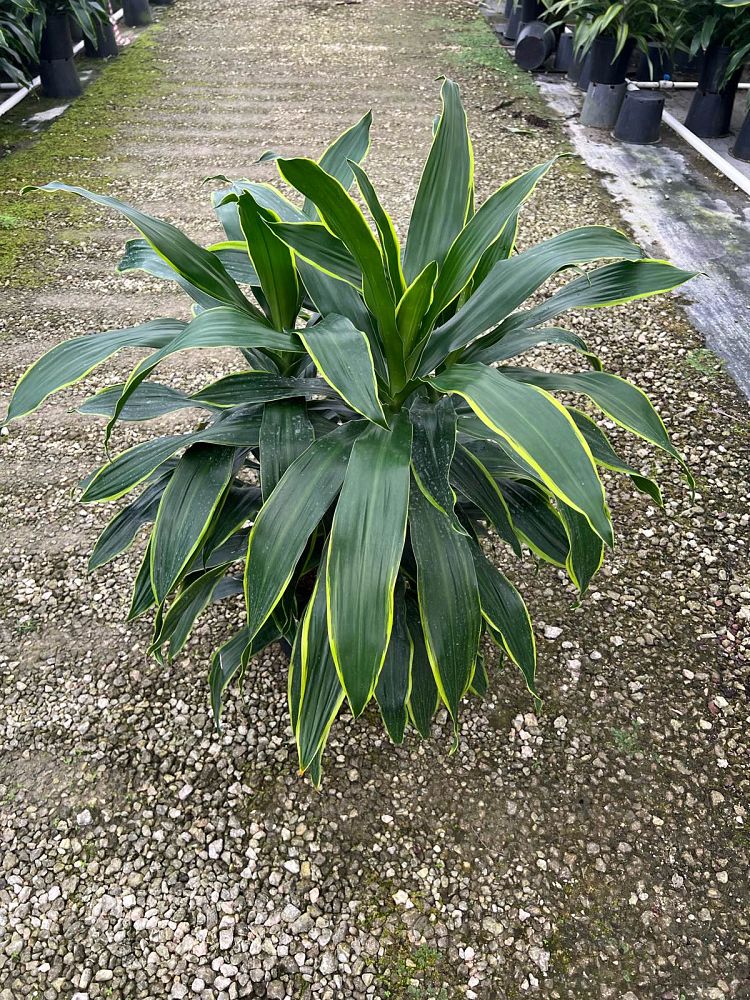 dracaena-deremensis-art-striped-dracaena