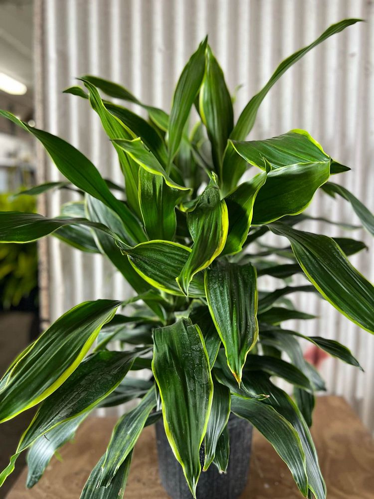 dracaena-deremensis-art-striped-dracaena