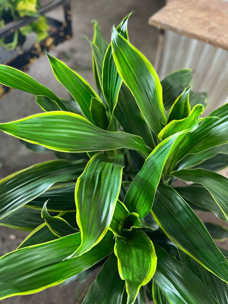dracaena-deremensis-art-striped-dracaena
