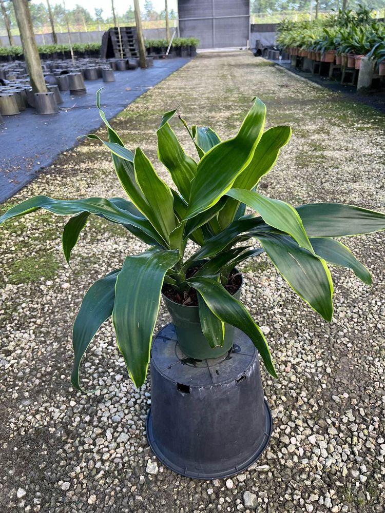 dracaena-deremensis-art-striped-dracaena