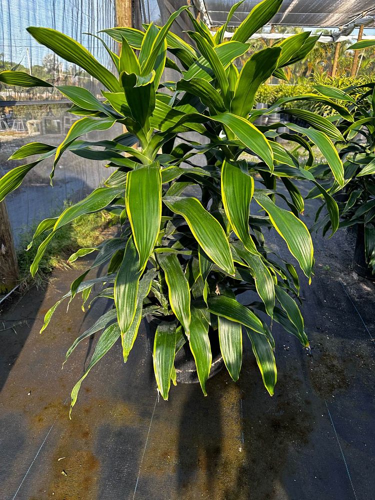 dracaena-deremensis-art-striped-dracaena