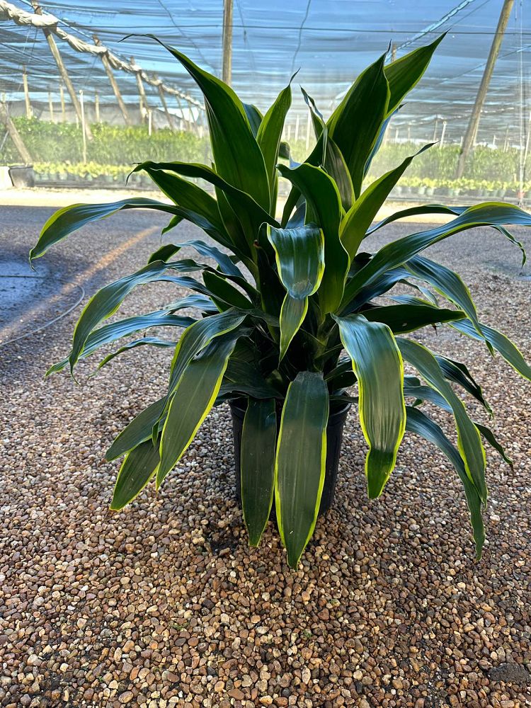 dracaena-deremensis-art-striped-dracaena