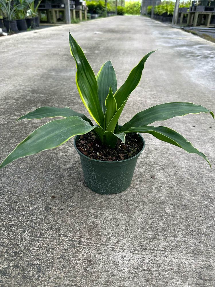 dracaena-deremensis-art-striped-dracaena