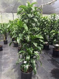 dracaena-deremensis-dorado-striped-dracaena