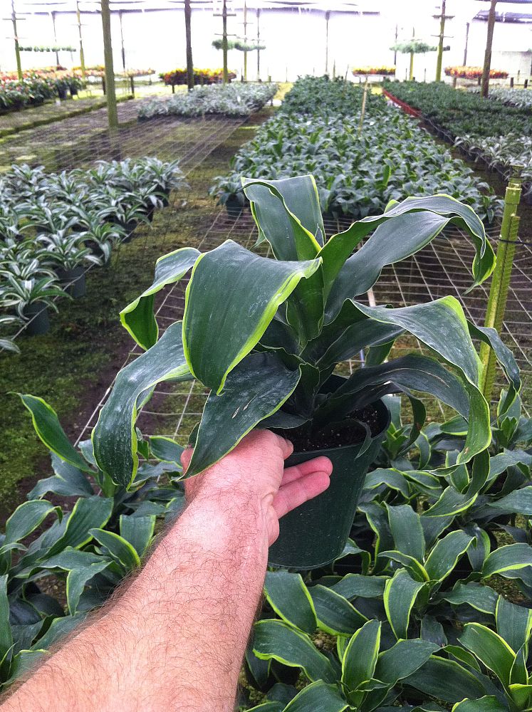 dracaena-deremensis-dorado-striped-dracaena