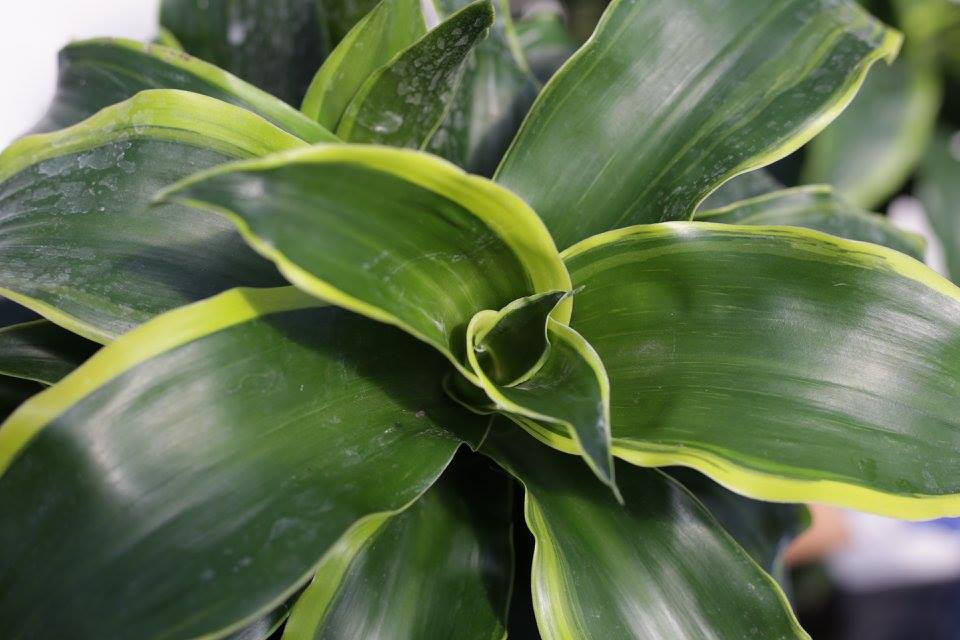 dracaena-deremensis-dorado-striped-dracaena