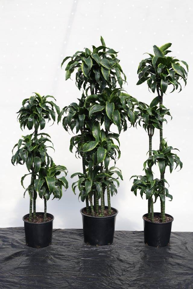 dracaena-deremensis-dorado-striped-dracaena