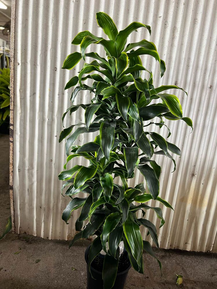 dracaena-deremensis-dorado-striped-dracaena