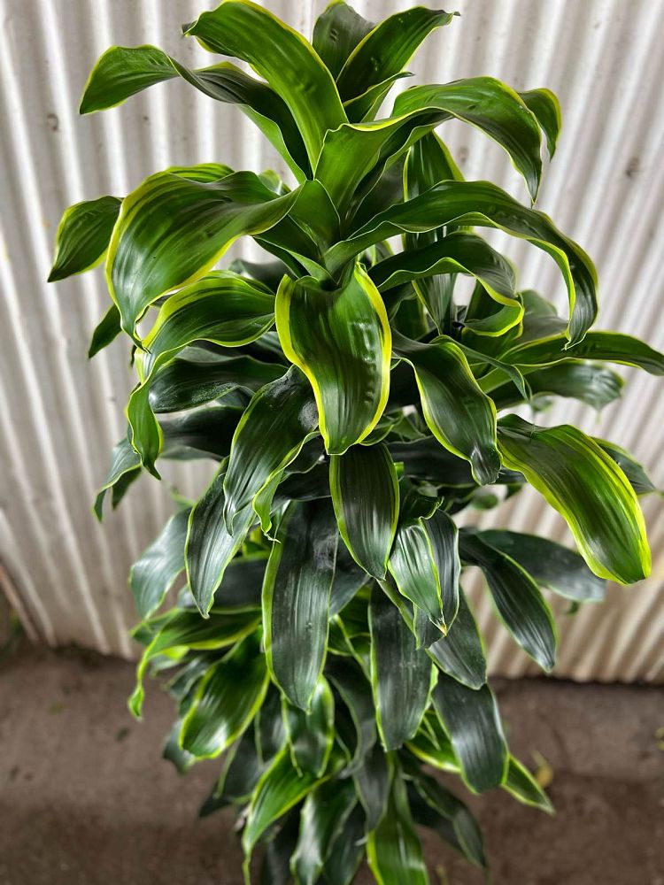 dracaena-deremensis-dorado-striped-dracaena