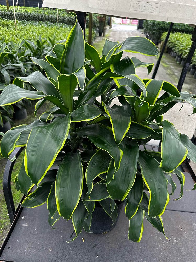 dracaena-deremensis-dorado-striped-dracaena