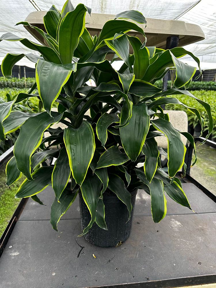dracaena-deremensis-dorado-striped-dracaena