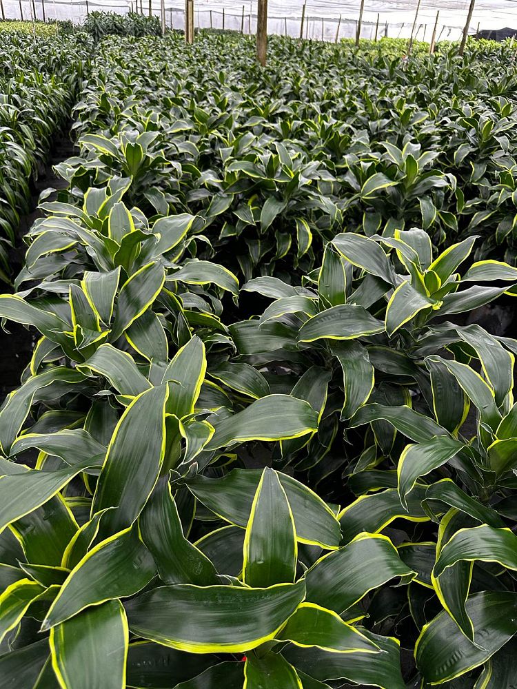 dracaena-deremensis-dorado-striped-dracaena