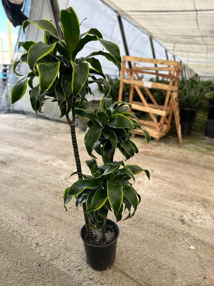 dracaena-deremensis-dorado-striped-dracaena