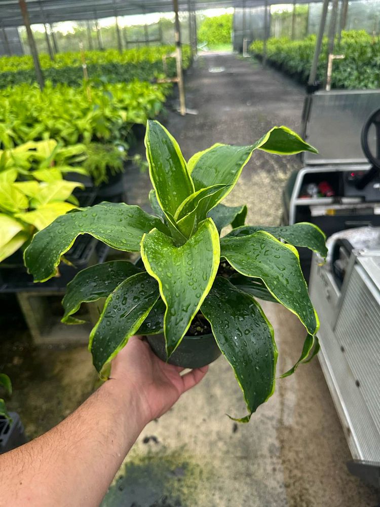 dracaena-deremensis-dorado-striped-dracaena