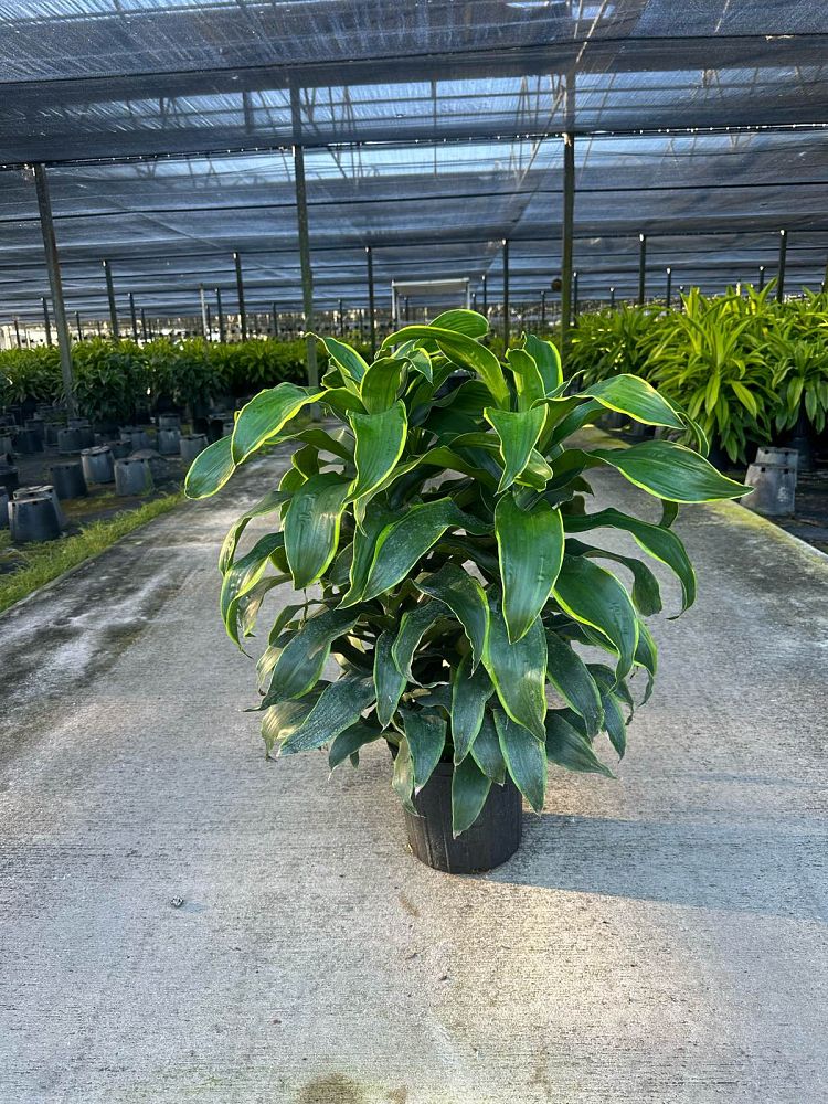 dracaena-deremensis-dorado-striped-dracaena