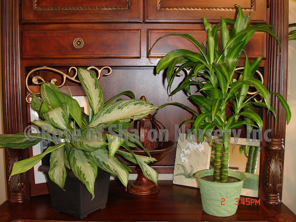 dracaena-deremensis-hawaiian-sunshine-striped-dracaena