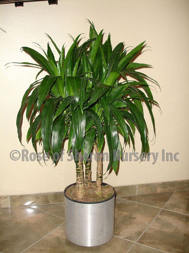 dracaena-deremensis-hawaiian-sunshine-striped-dracaena