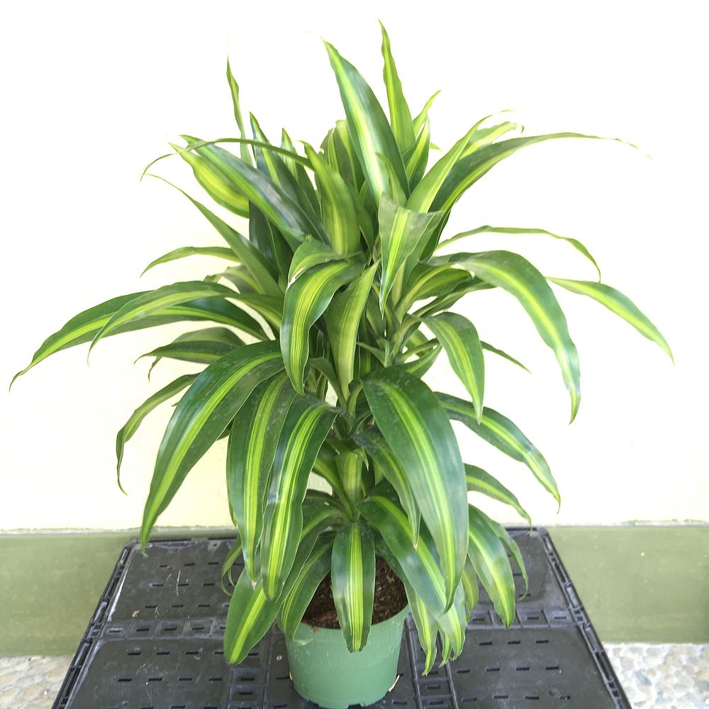 dracaena-deremensis-hawaiian-sunshine-striped-dracaena