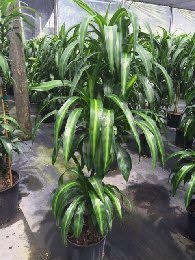 dracaena-deremensis-hawaiian-sunshine-striped-dracaena
