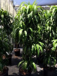 dracaena-deremensis-hawaiian-sunshine-striped-dracaena