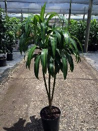 dracaena-deremensis-hawaiian-sunshine-striped-dracaena