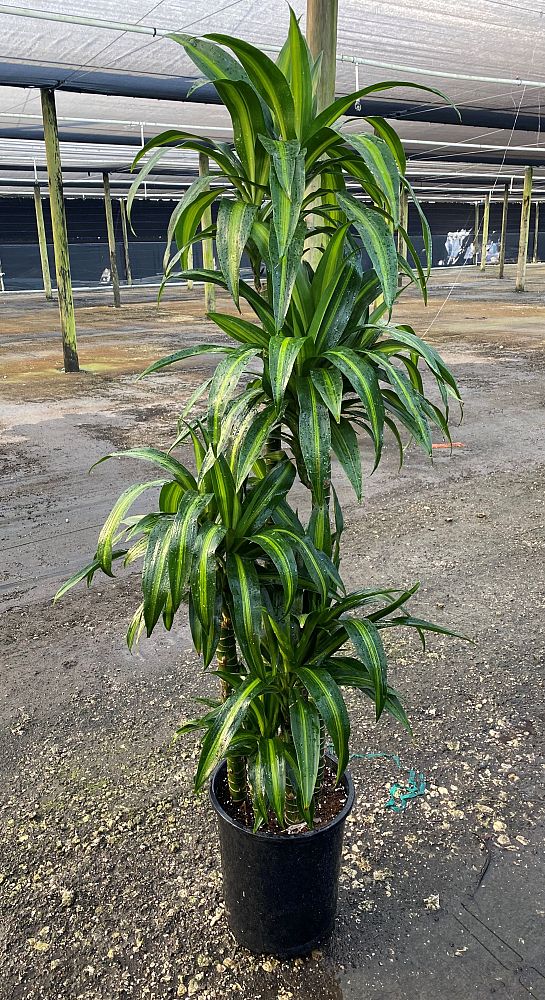 dracaena-deremensis-hawaiian-sunshine-striped-dracaena