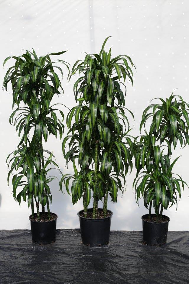 dracaena-deremensis-hawaiian-sunshine-striped-dracaena