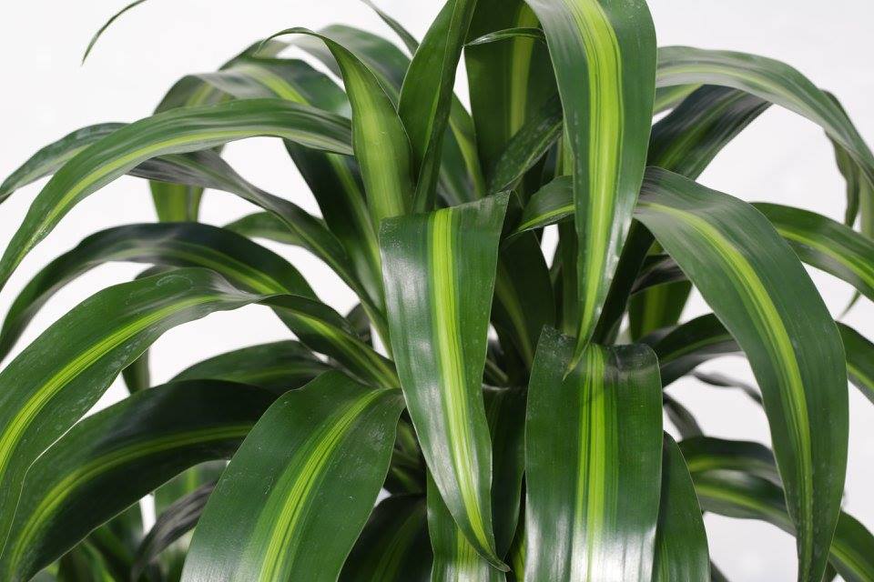 dracaena-deremensis-hawaiian-sunshine-striped-dracaena