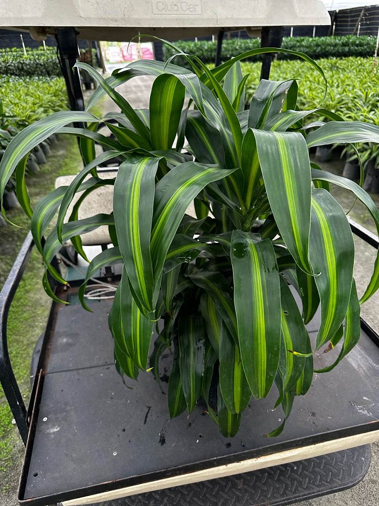 dracaena-deremensis-hawaiian-sunshine-striped-dracaena