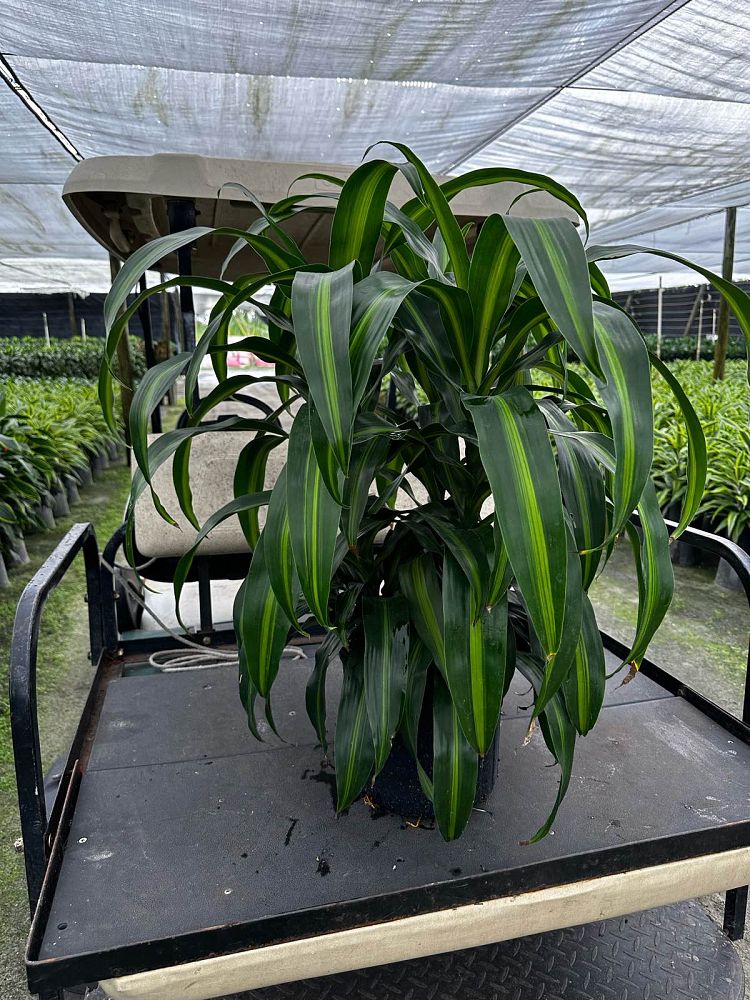 dracaena-deremensis-hawaiian-sunshine-striped-dracaena