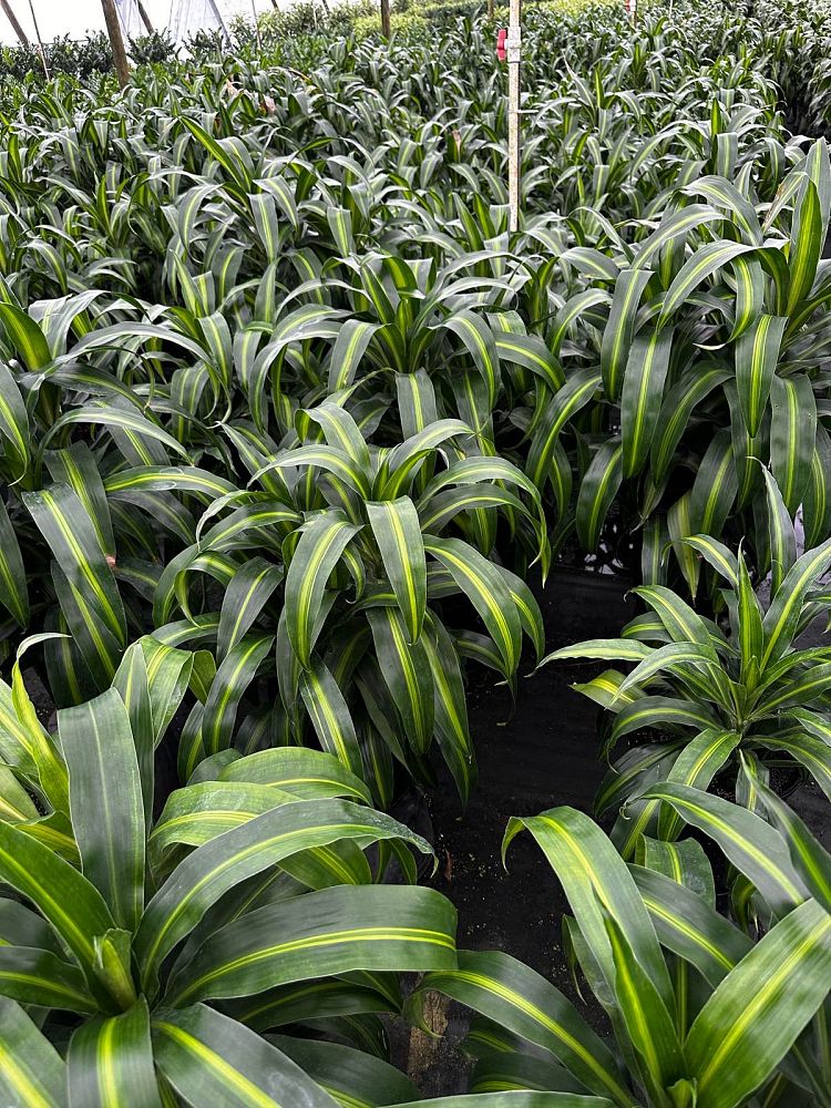 dracaena-deremensis-hawaiian-sunshine-striped-dracaena