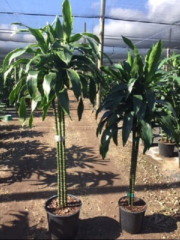 dracaena-deremensis-janet-craig-compacta-striped-dracaena
