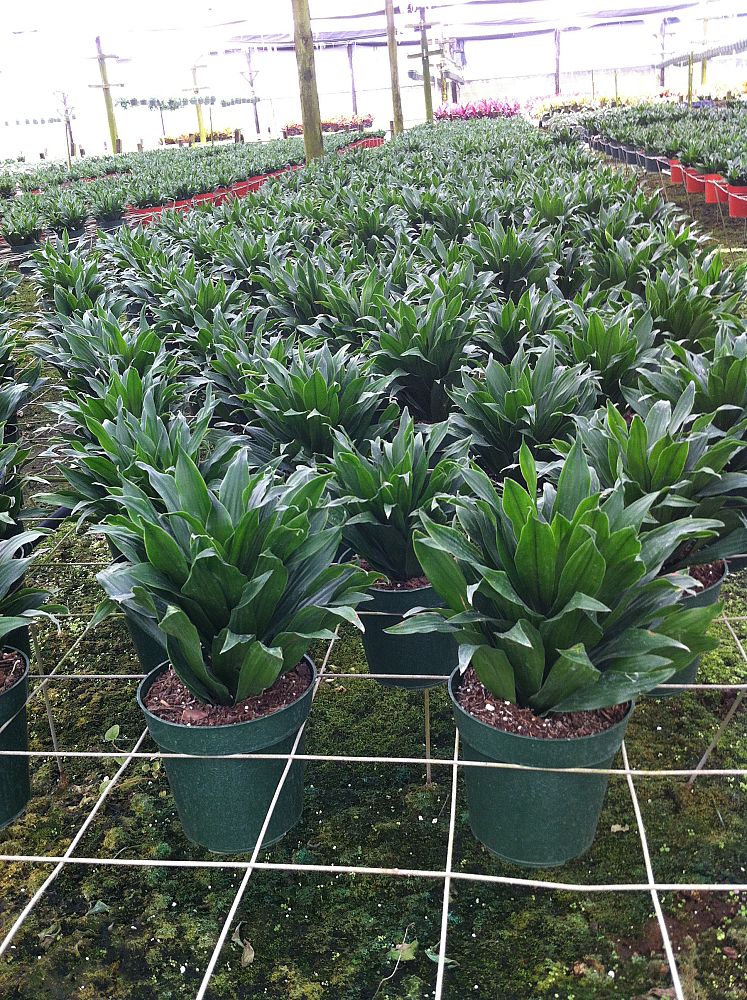 dracaena-deremensis-janet-craig-compacta-striped-dracaena