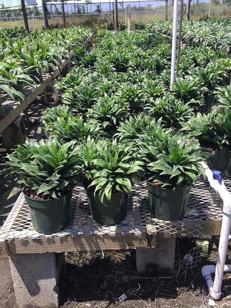 dracaena-deremensis-janet-craig-compacta-striped-dracaena