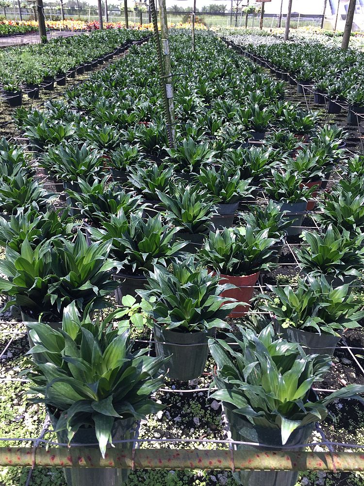 dracaena-deremensis-janet-craig-compacta-striped-dracaena