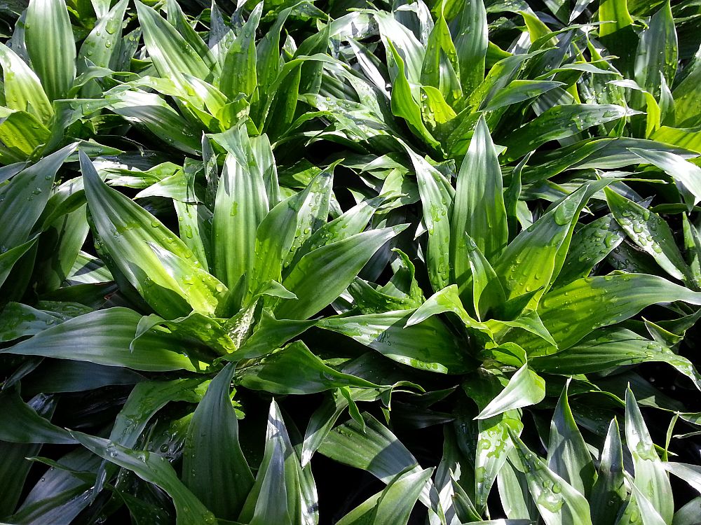 dracaena-deremensis-janet-craig-compacta-striped-dracaena