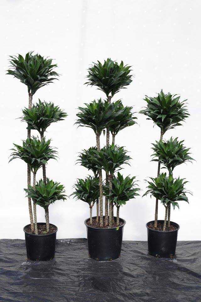 dracaena-deremensis-janet-craig-compacta-striped-dracaena