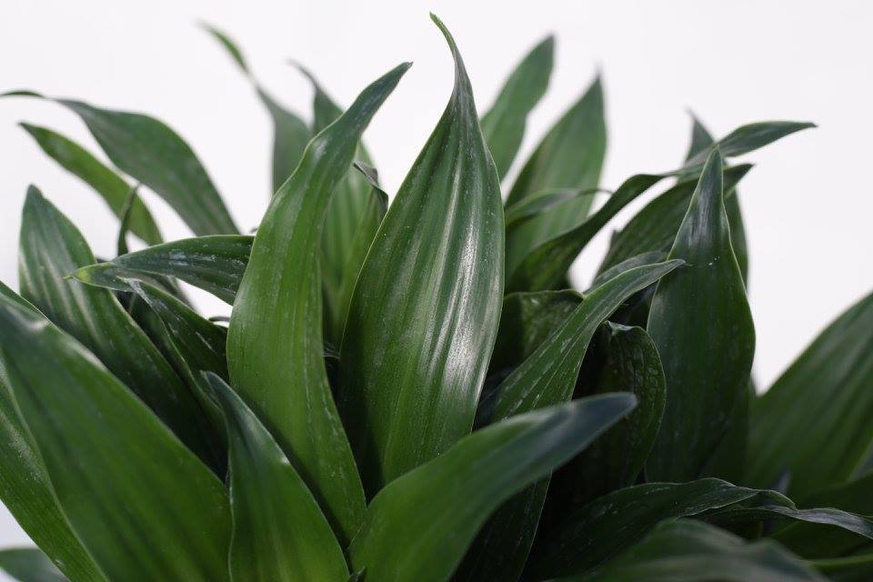 dracaena-deremensis-janet-craig-compacta-striped-dracaena
