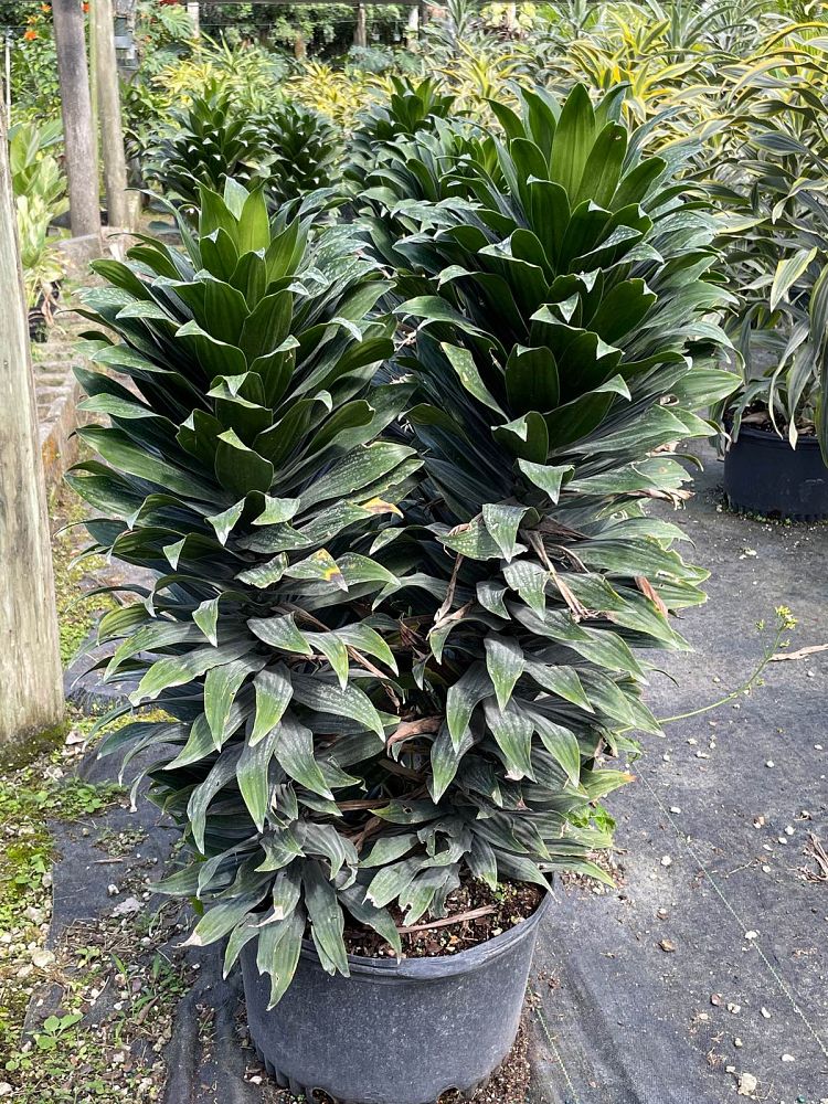 dracaena-deremensis-janet-craig-compacta-striped-dracaena
