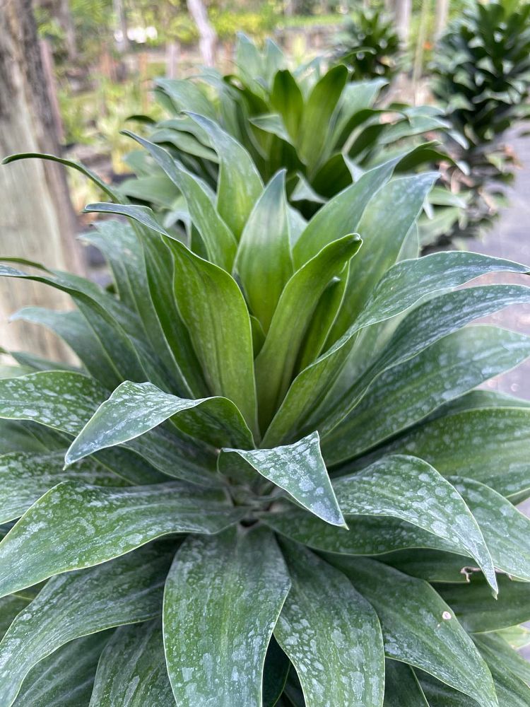 dracaena-deremensis-janet-craig-compacta-striped-dracaena